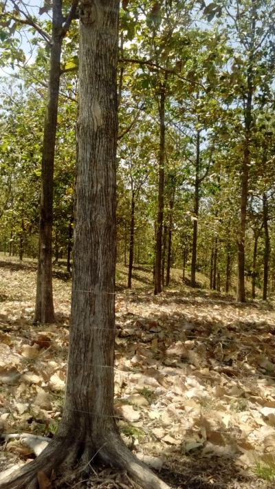 107978 - Provincia de Panamá - fincas