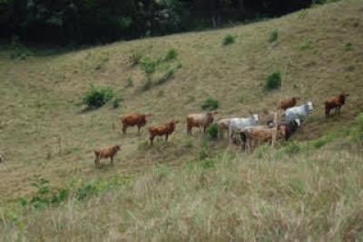 108058 - La Chorrera - lotes