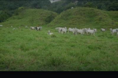 108688 - Chiriquí - fincas