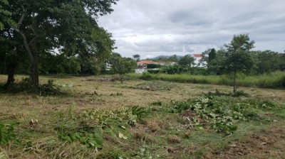 111939 - Nueva gorgona - lots