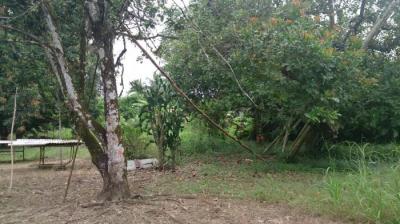 115507 - Changuinola - lots