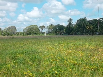 11559 - Alanje - farms