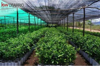 120014 - El cangrejo - fincas