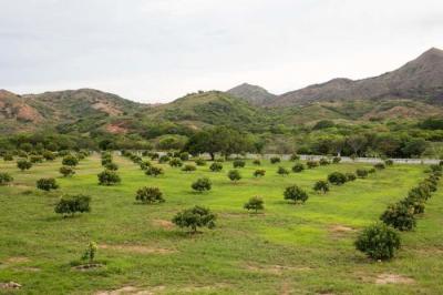 120577 - Penonomé - fincas