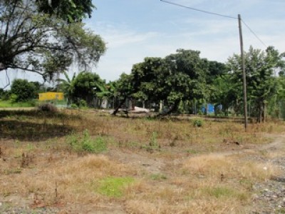 12150 - Nueva gorgona - lotes