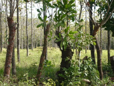 12342 - Ciudad de Panamá - fincas