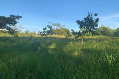 125241 - Bejuco - propiedades