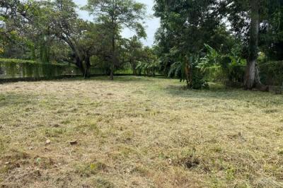 129128 - Nueva gorgona - lotes