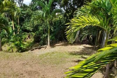 129711 - Las uvas - lots