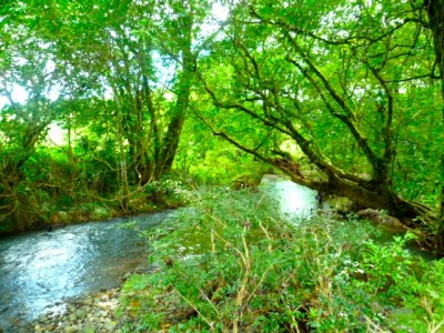 1298 - Soná - fincas