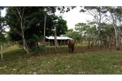 130036 - La Chorrera - lotes