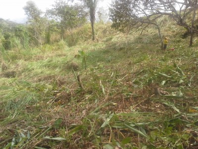 13093 - Nuevo emperador - lotes