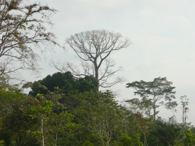 13172 - Pinogana - lots