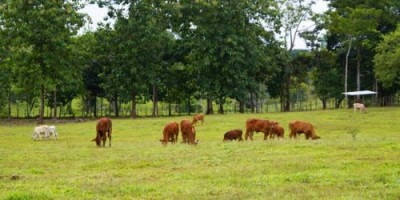 13183 - Cuango - fincas