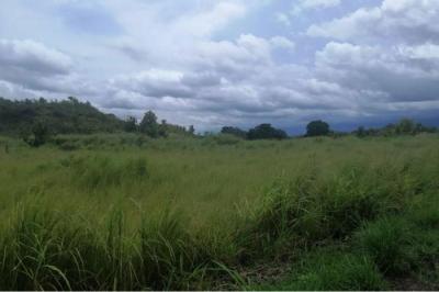 132535 - Calobre - lotes