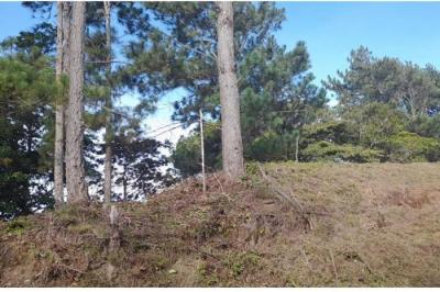 133664 - Sora - lotes