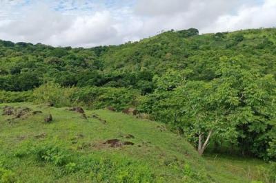 133824 - Atalaya - lotes