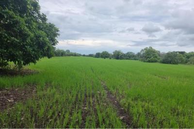 133987 - Boquerón - propiedades