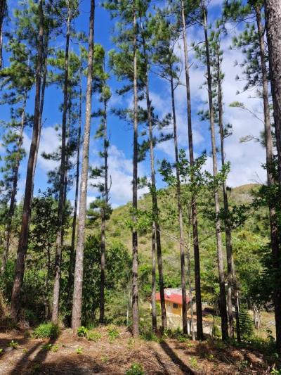 136836 - Penonomé - lotes