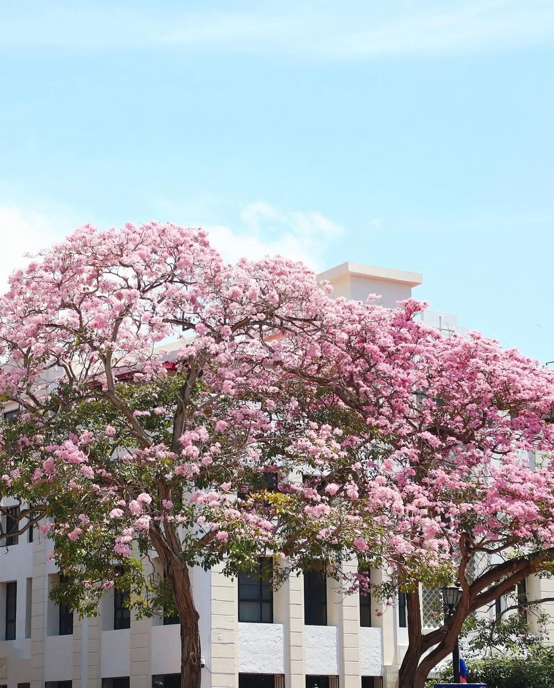 VENTA DE APARTAMENTOS EN CASCO ANTIGUO, LAS CLEMENTINAS - PANAMÁ-