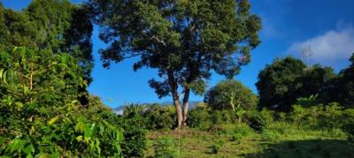 137158 - Boquete - lotes