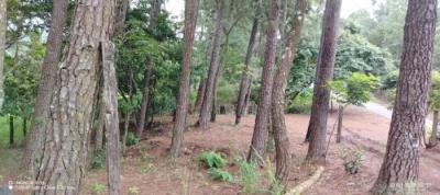 137176 - Hornito - propiedades