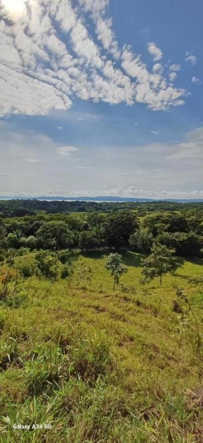 137205 - Veraguas - lotes