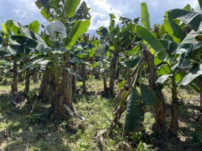 137316 - Cuango - lotes