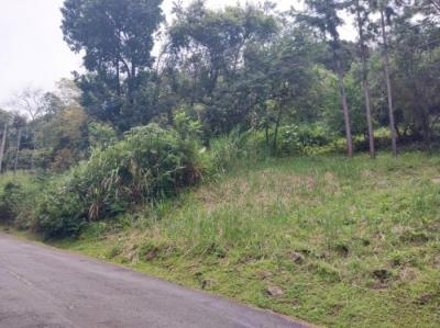 137387 - Sora - lotes