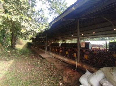 137410 - Capira - inversiones