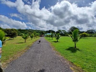 137459 - David - lotes