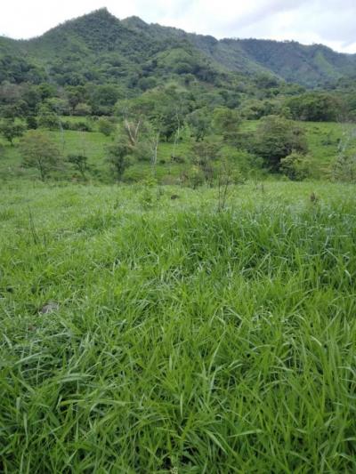 137460 - Veraguas - lotes