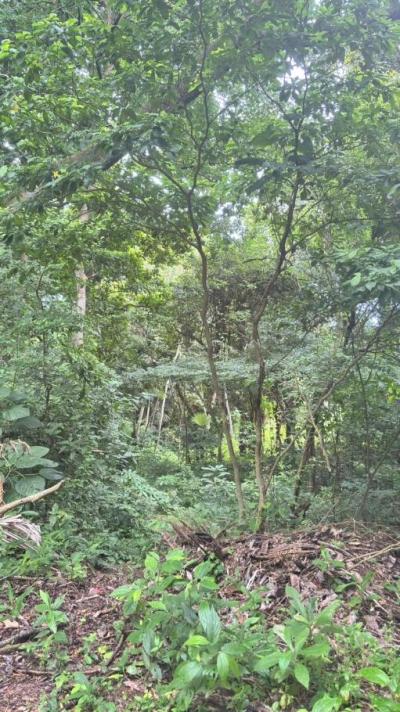 137702 - Veracruz - lotes