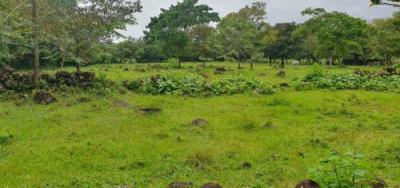 137919 - David - lotes