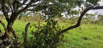 138062 - Dolega - lotes