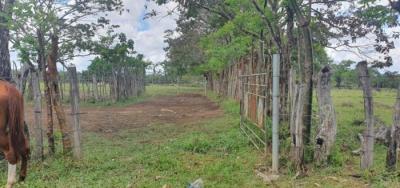 138081 - Dolega - lotes