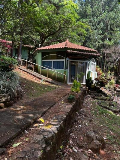 138526 - Sora - lotes