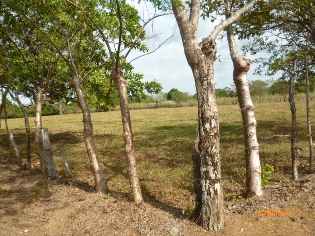 Granja peque