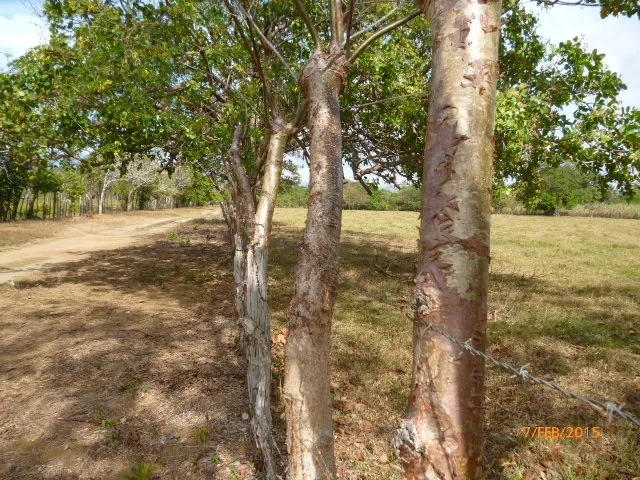 Granja peque