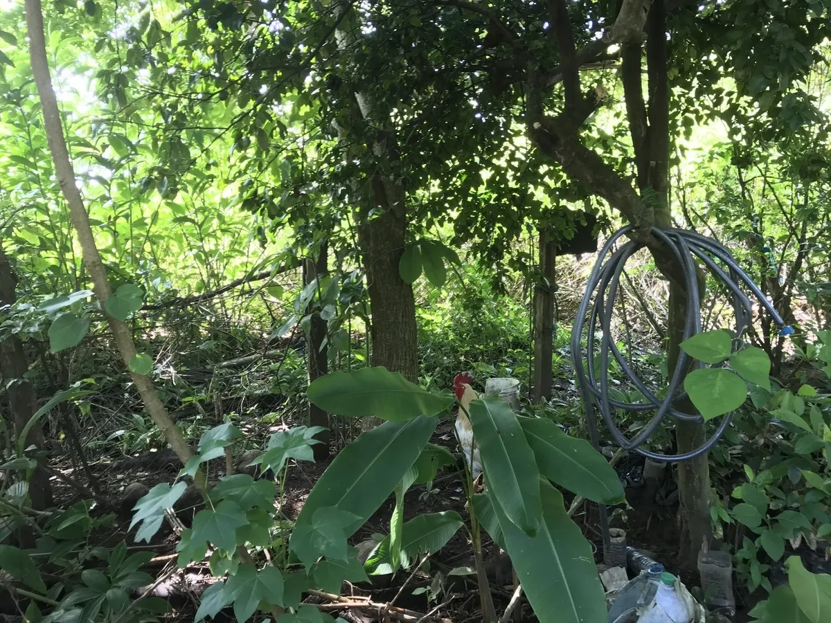 Hostal ecológico en Las Lajas con frondoso jardín de árboles frutales