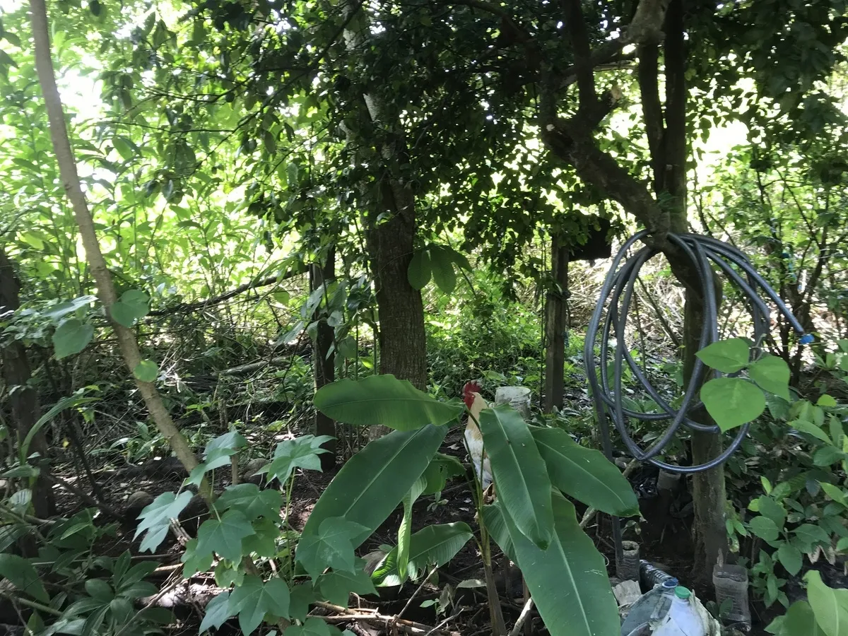 Hostal ecológico en Las Lajas con frondoso jardín de árboles frutales