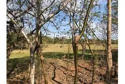 Se Vende Terreno en Lagartero, Santa Catalina