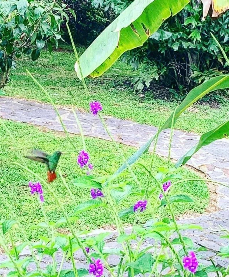 Se vende bed & breakfast ubicado en el valle de anton, el copecito, san carlos, Panama