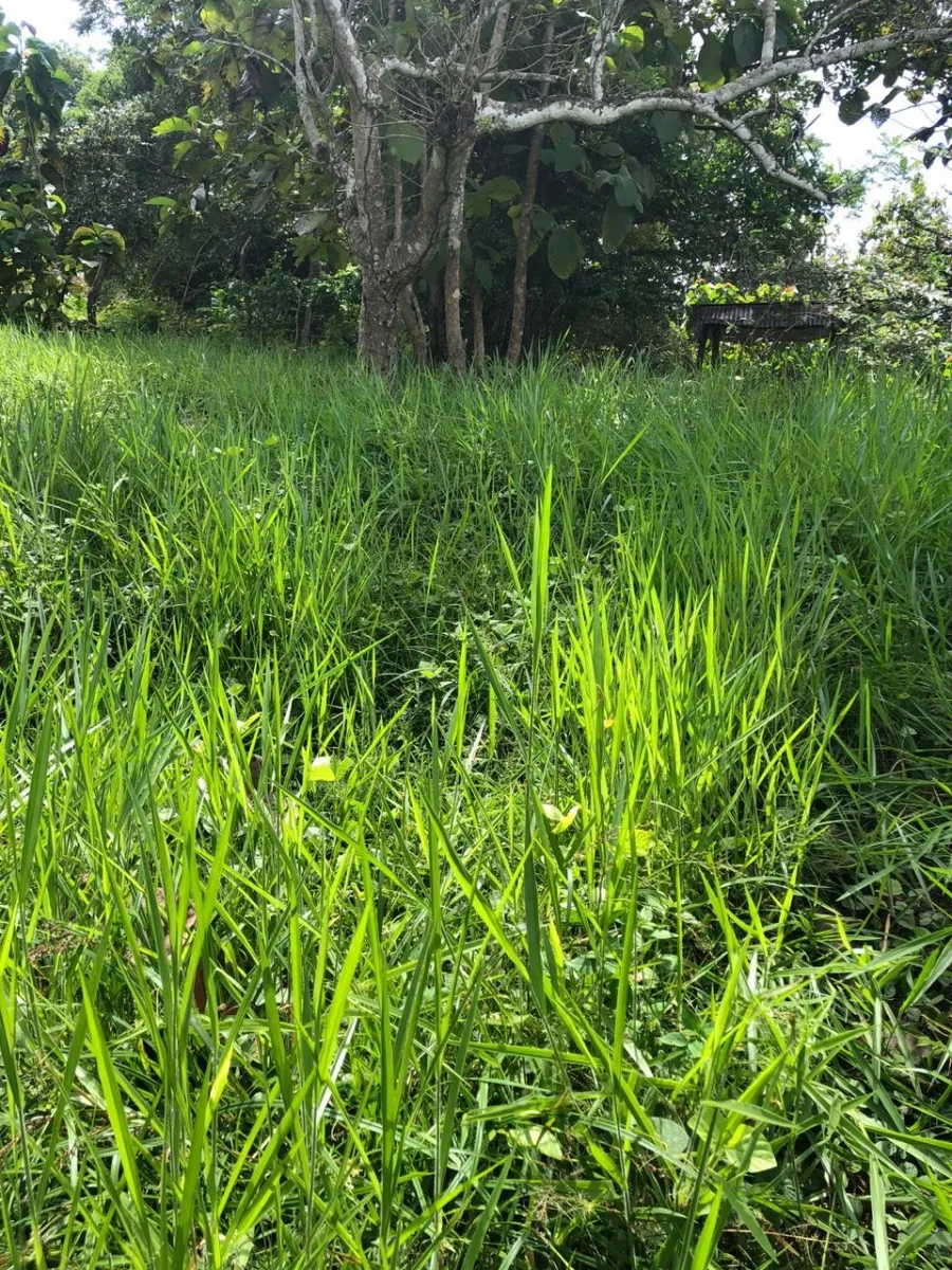FINCA EN VENTA EN LA ONDA, LA PITALOZA, LOS POZOS, PROVINCIA DE HERRERA. 195.213 (79 HA) HECTÁREAS DE TERRENO.
