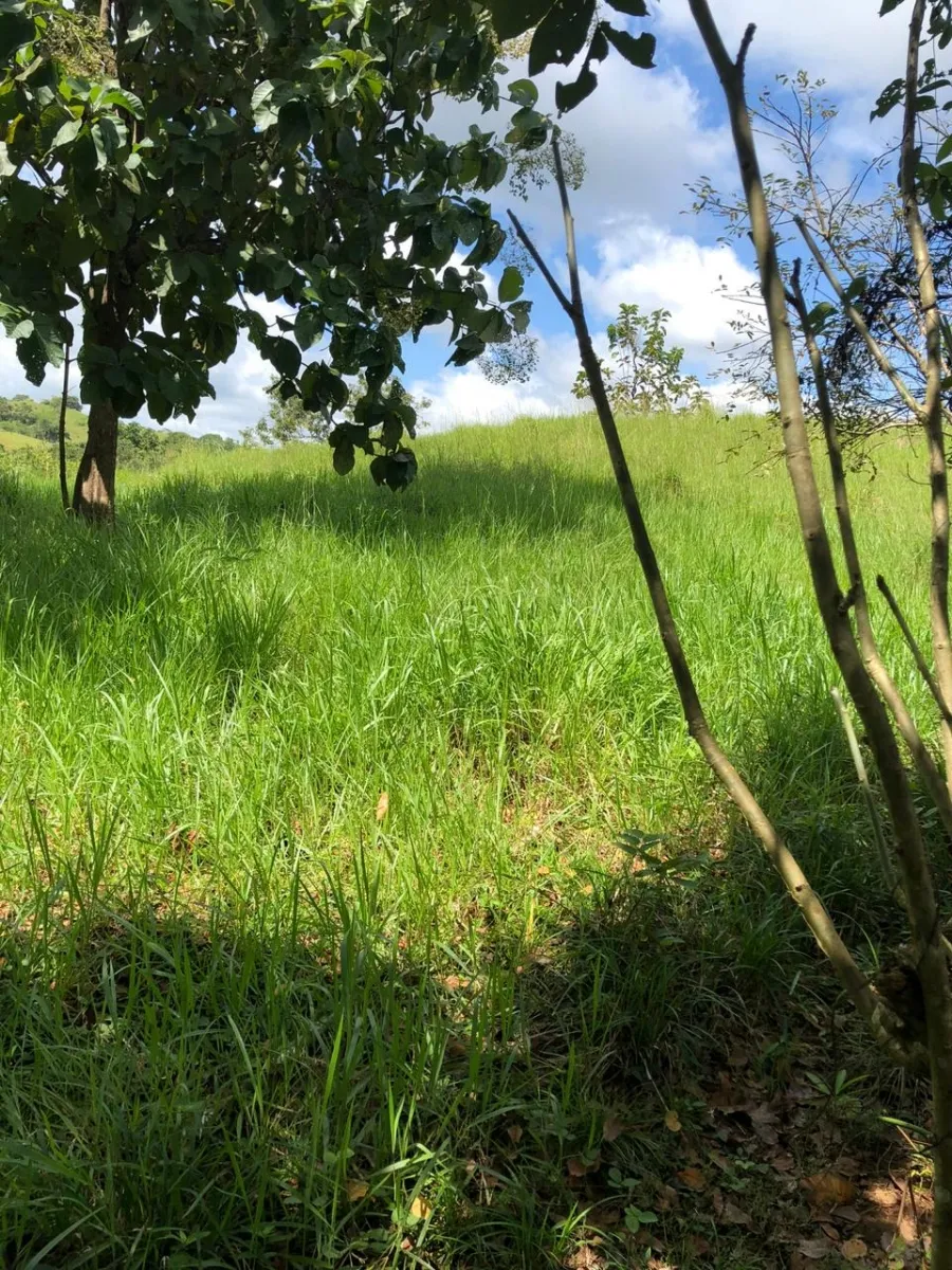 FINCA EN VENTA EN LA ONDA, LA PITALOZA, LOS POZOS, PROVINCIA DE HERRERA. 195.213 (79 HA) HECTÁREAS DE TERRENO.