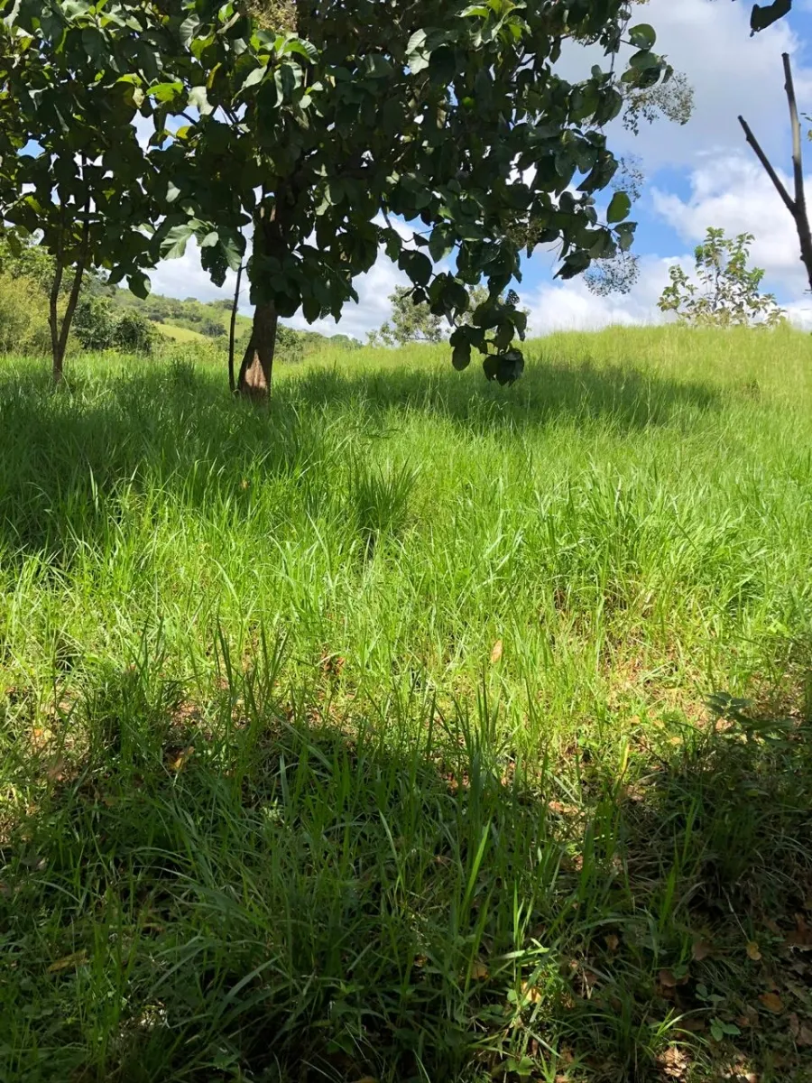 FINCA EN VENTA EN LA ONDA, LA PITALOZA, LOS POZOS, PROVINCIA DE HERRERA. 195.213 (79 HA) HECTÁREAS DE TERRENO.