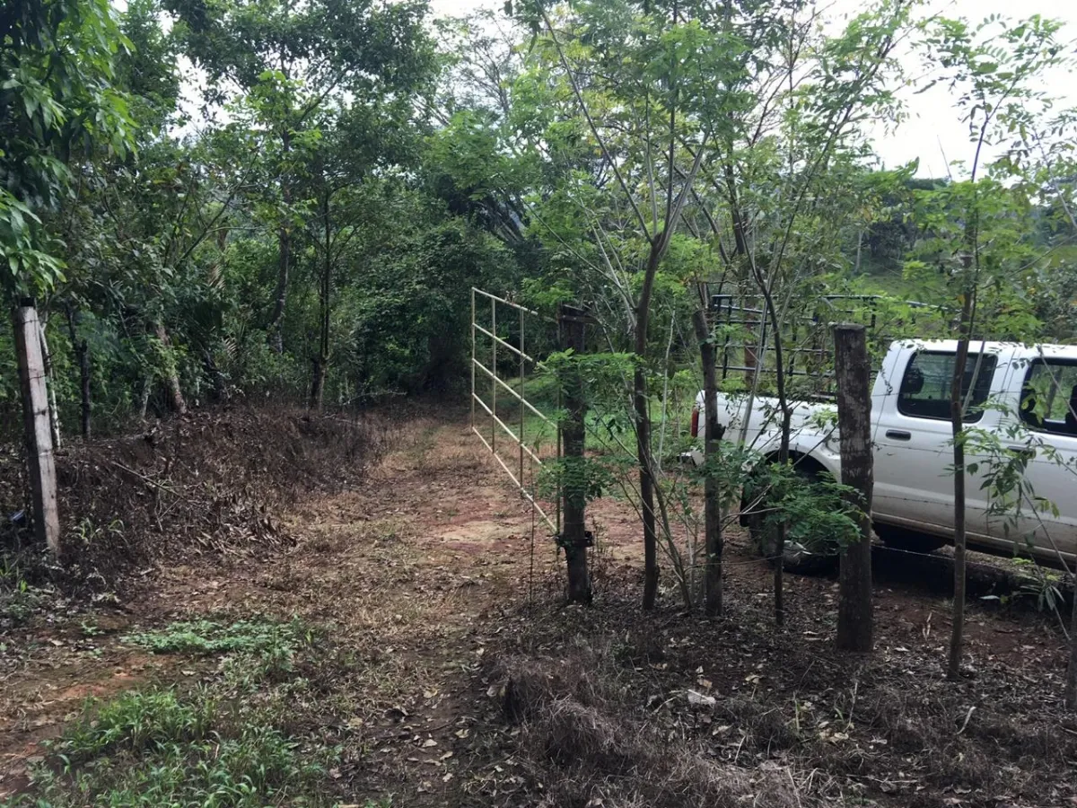 FINCA EN VENTA EN LA ONDA, LA PITALOZA, LOS POZOS, PROVINCIA DE HERRERA. 195.213 (79 HA) HECTÁREAS DE TERRENO.