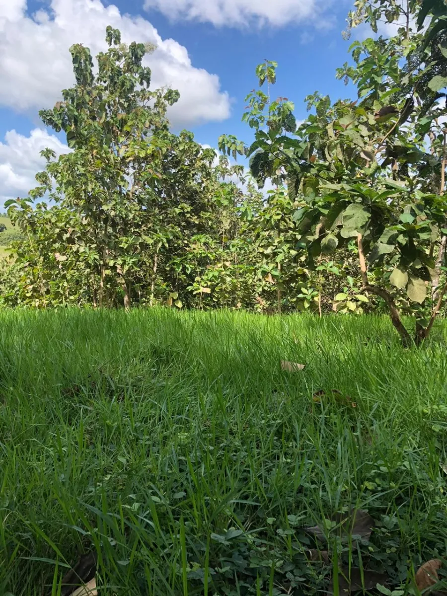 Terreno/Granja en Venta en Los Pozos