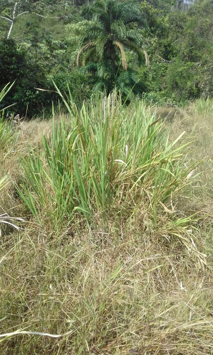Terreno/Granja en Venta en Los Pozos