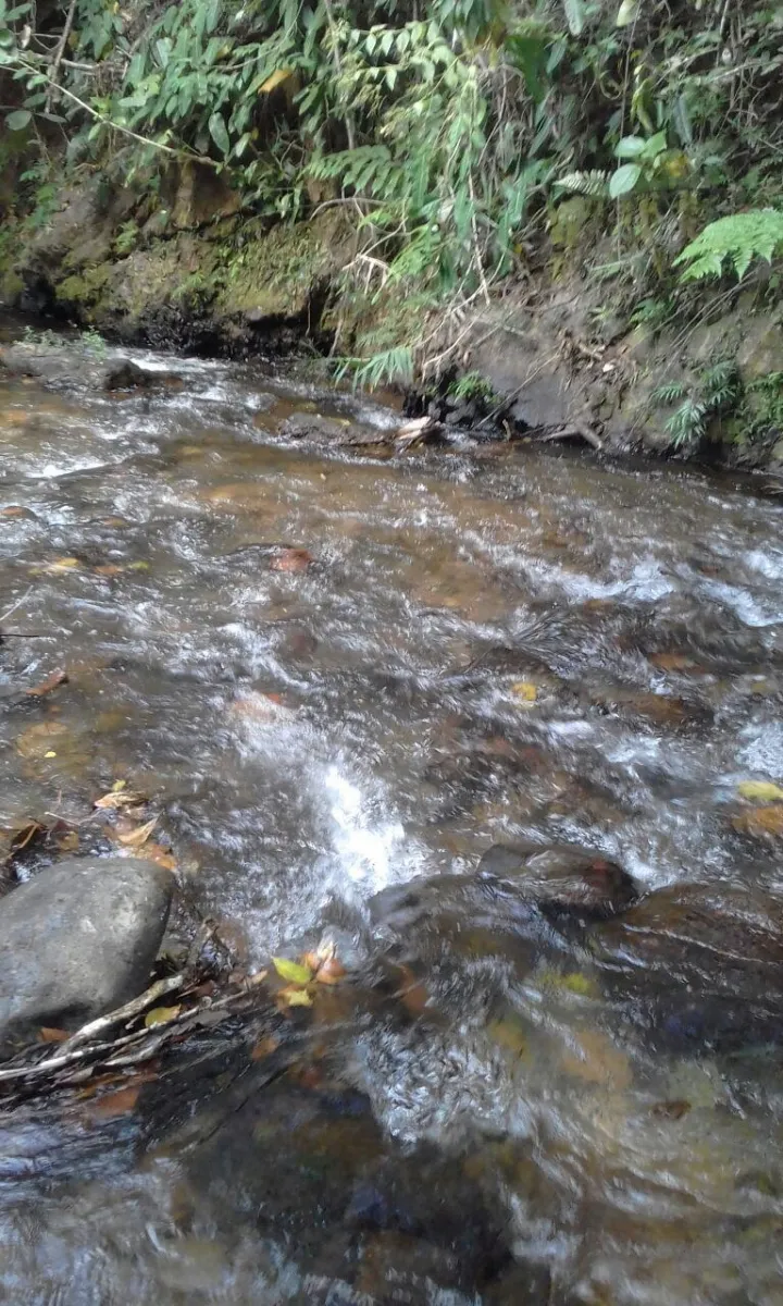 FINCA EN VENTA EN LA ONDA, LA PITALOZA, LOS POZOS, PROVINCIA DE HERRERA. 53 HECTÁREAS DE TERRENO.
